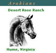 www.desert-rose-arabians.com